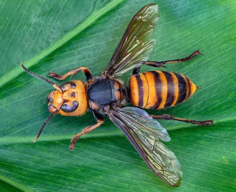 Giant Asian Hornet