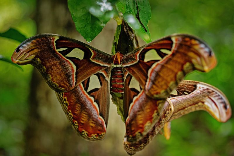 Giant Atlas Moths