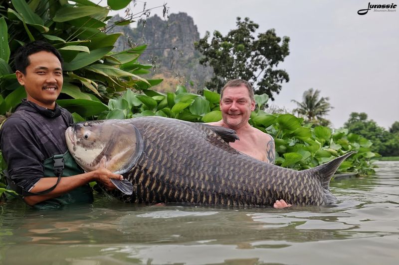 Giant Barb (Mekong River, Southeast Asia)