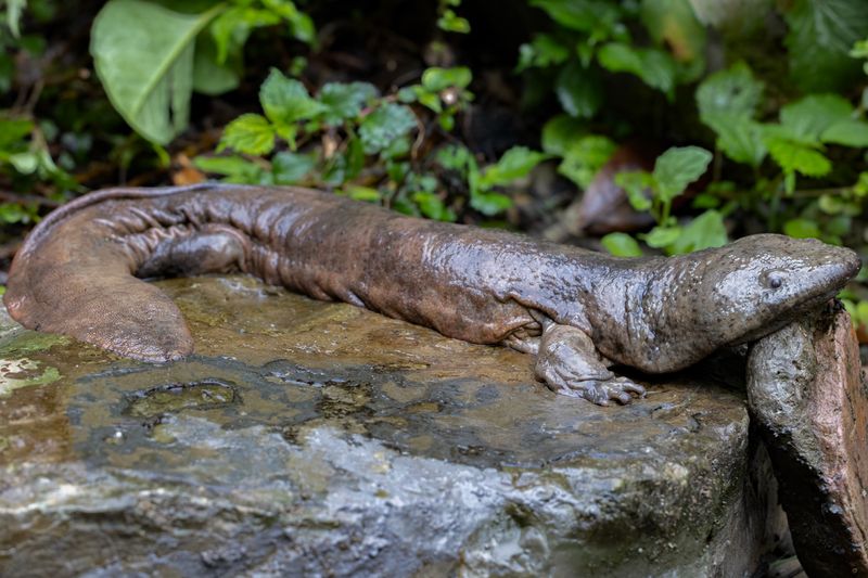 Giant Chinese Salamander