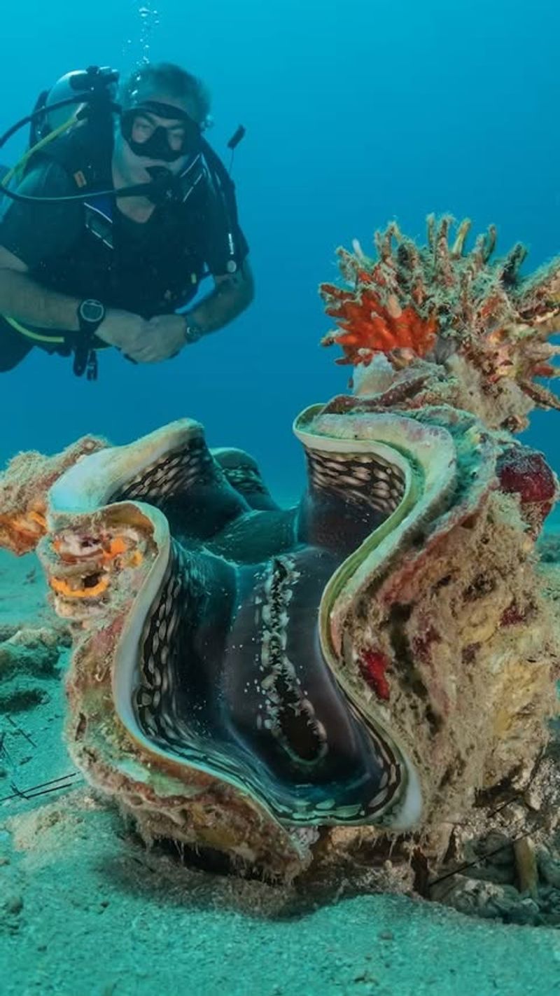 Giant Clam