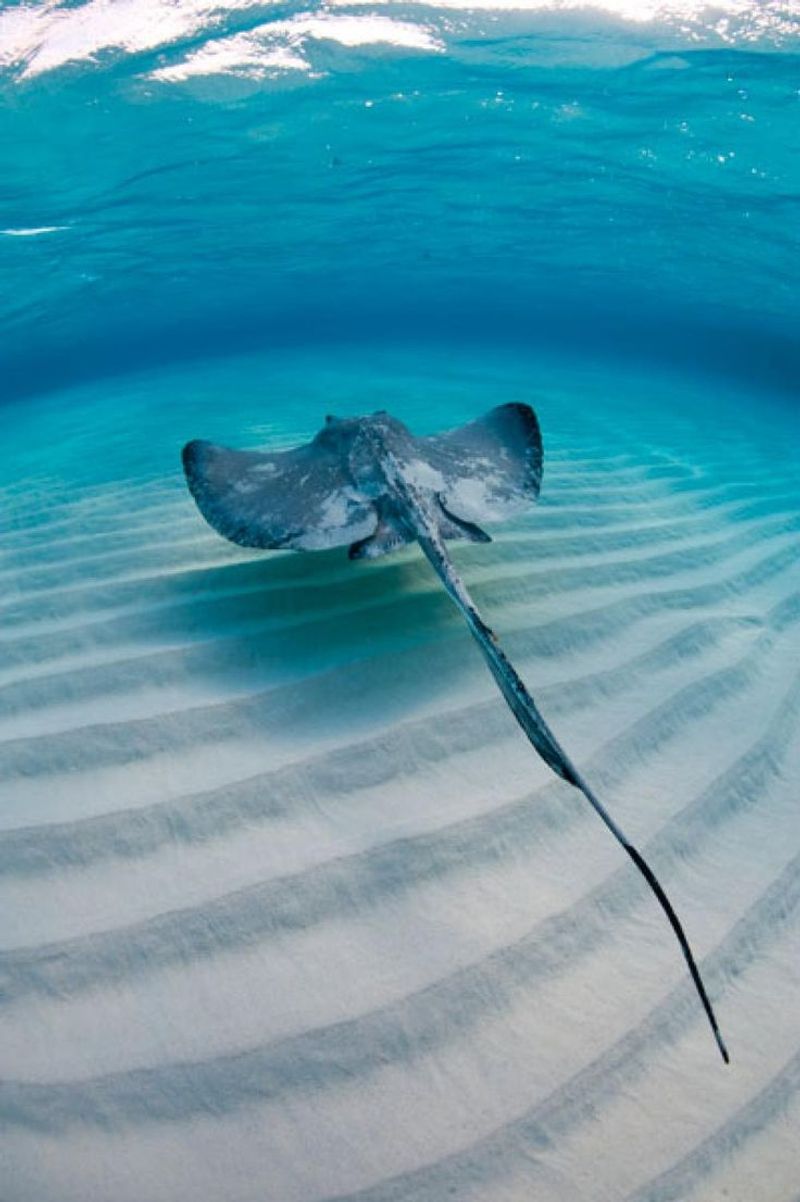 Giant Freshwater Stingray