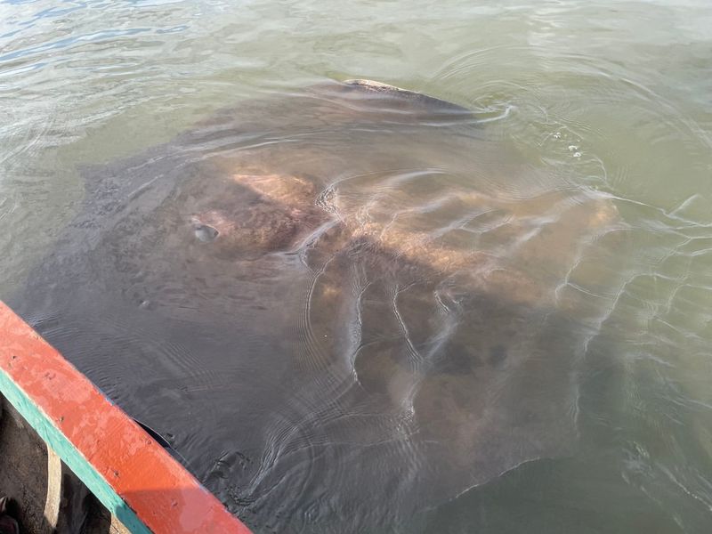 Giant Freshwater Stingray (Mekong River, Cambodia)