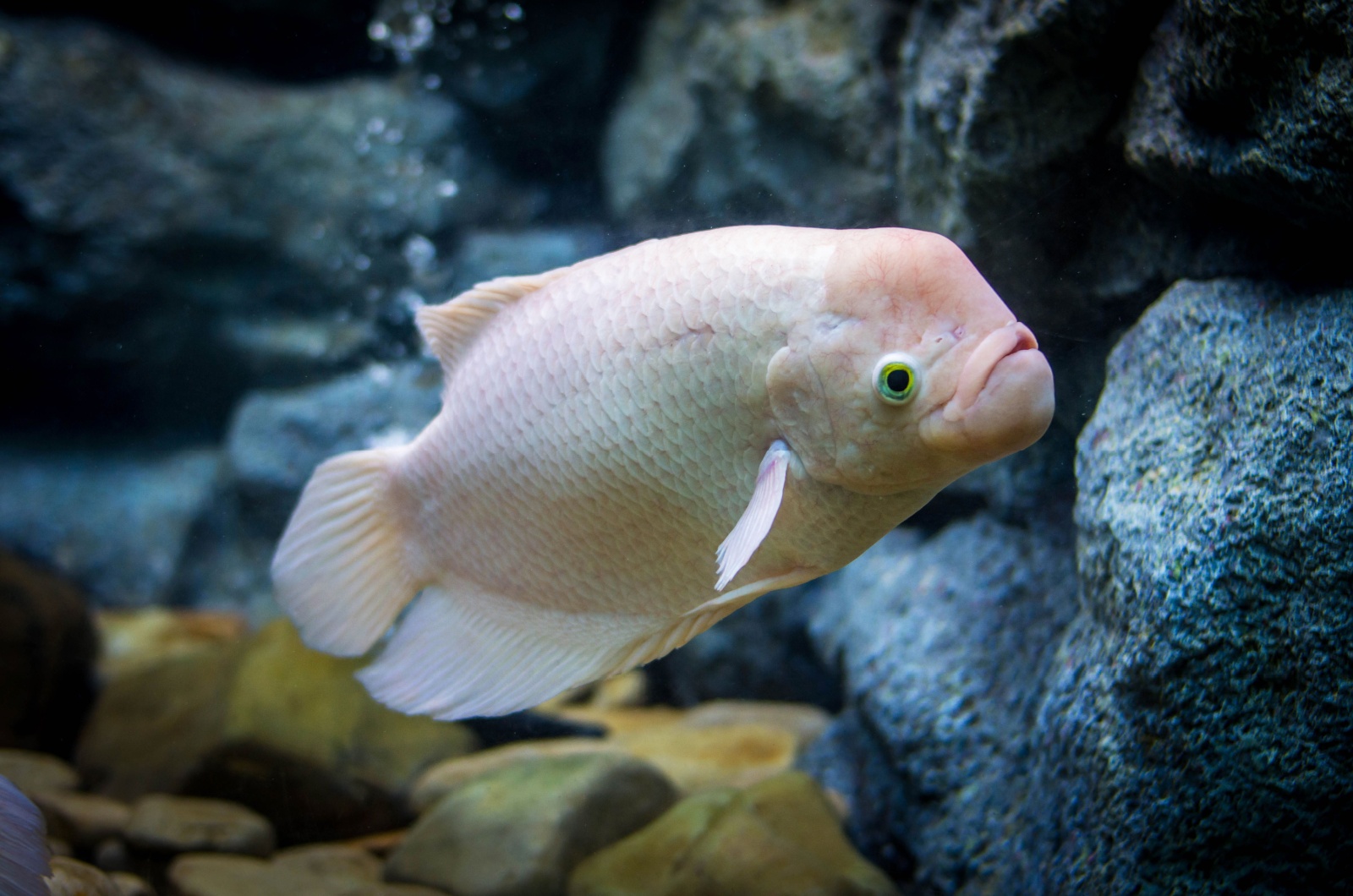 giant gourami