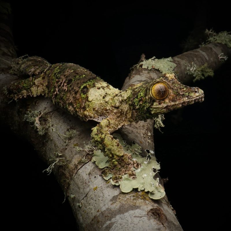 Giant Leaf-tailed Gecko