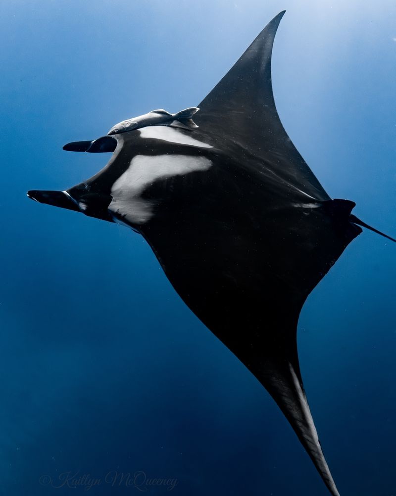 Giant Manta Ray