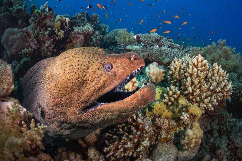 Giant Moray Eel