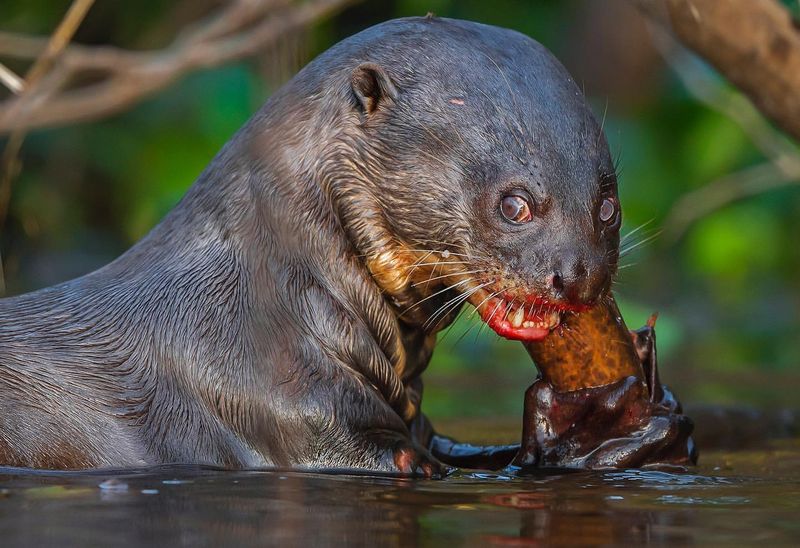 Giant Otter