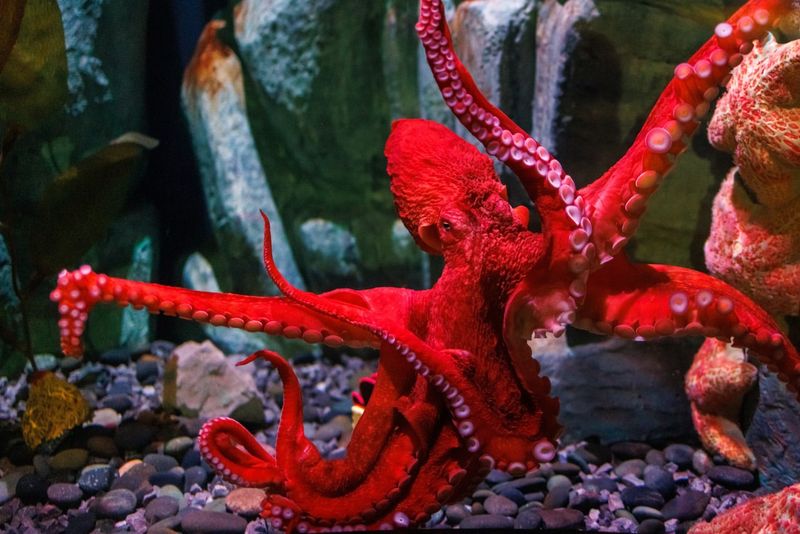 Giant Pacific Octopus