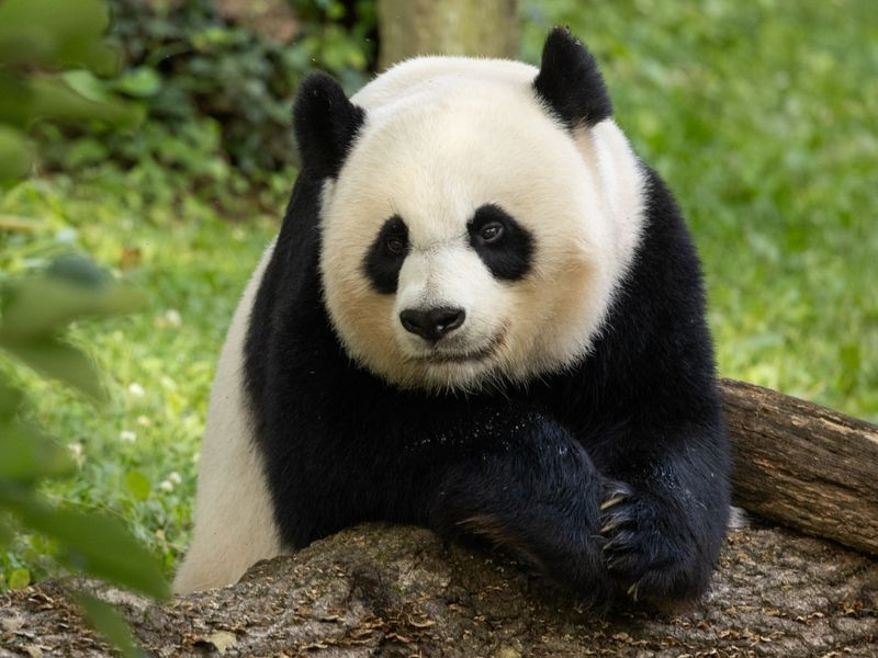 Giant Panda