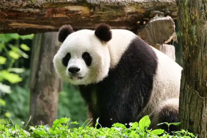 Giant Panda