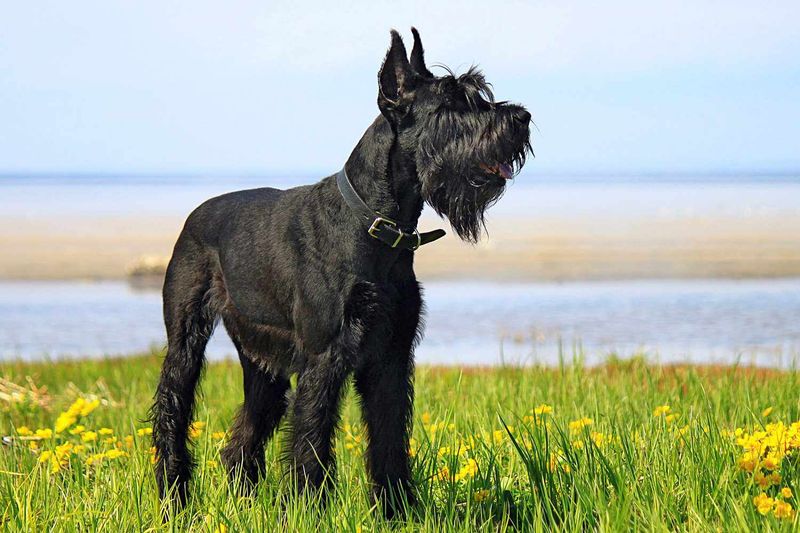 Giant Schnauzer