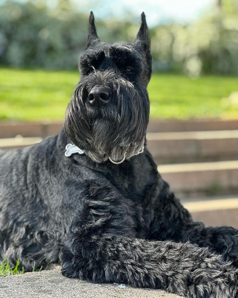 Giant Schnauzer