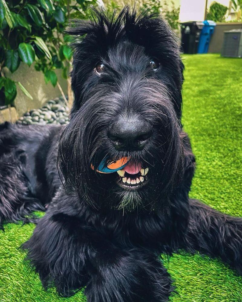 Giant Schnauzer