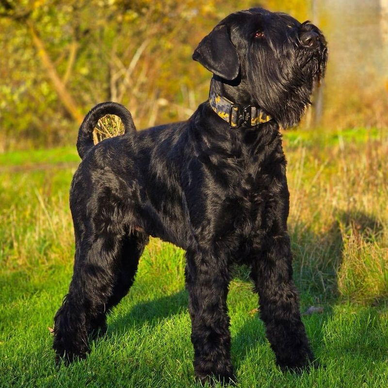 Giant Schnauzer