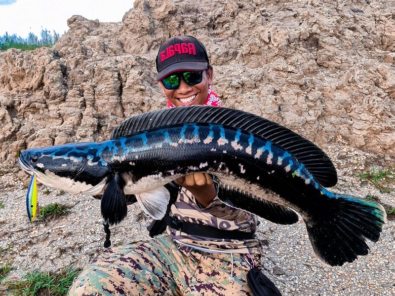 Giant Snakehead (Chao Phraya River, Thailand)