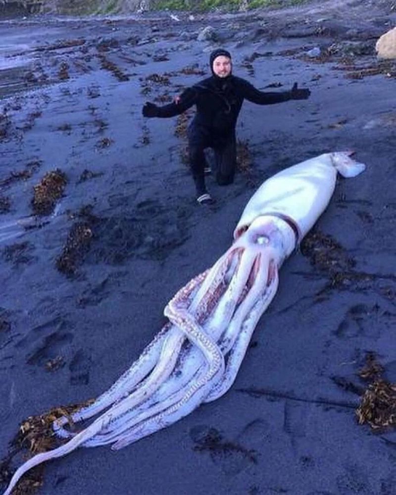 Giant Squid