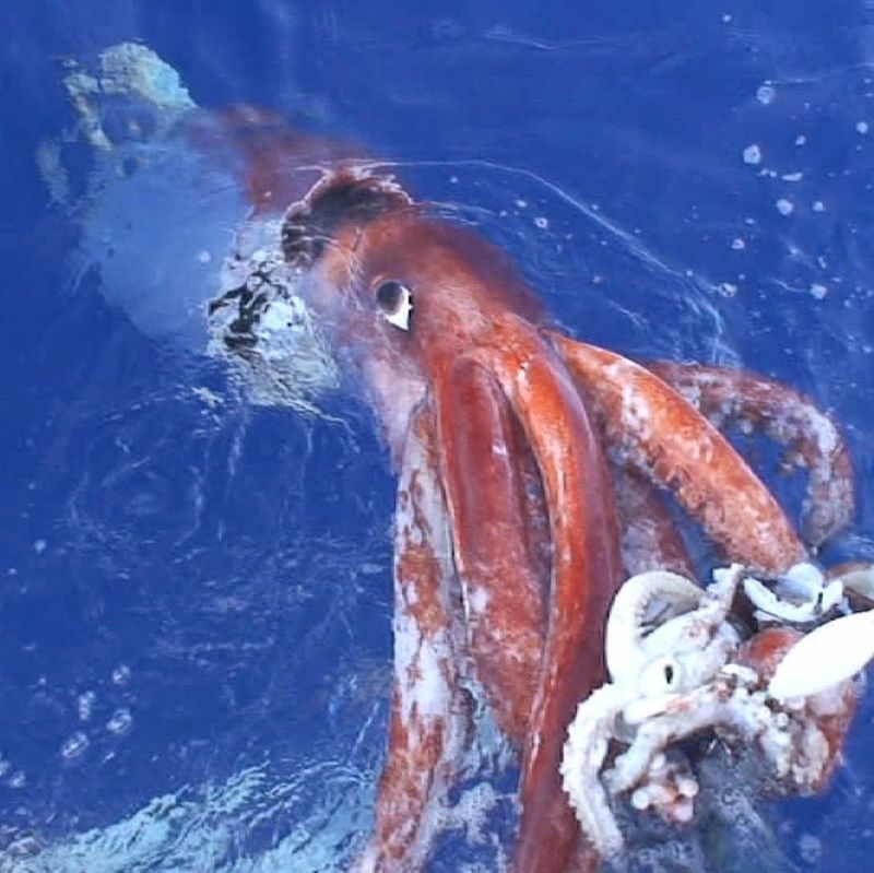 Giant Squid