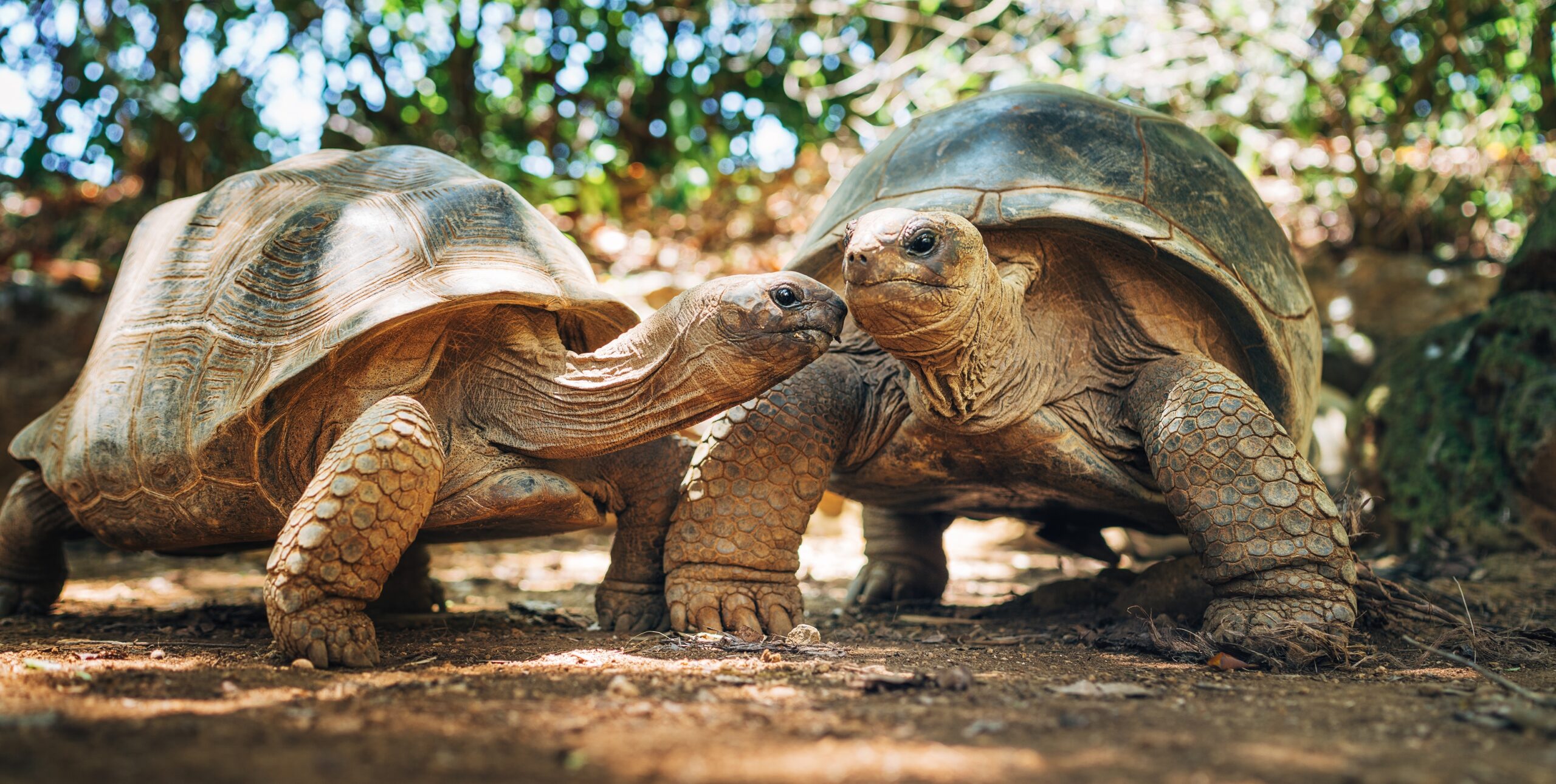 16 Incredible Creatures That Once Roamed As Giants