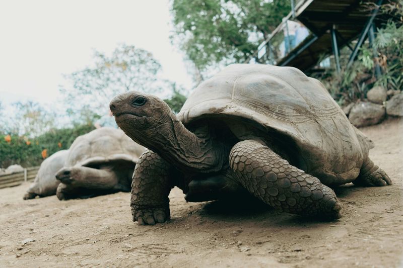 Giant Tortoise