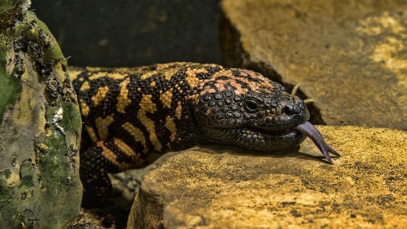 Gila Monster