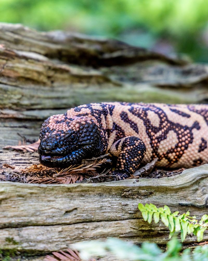 Gila Monster