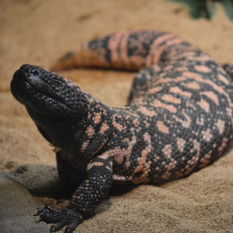 Gila Monster