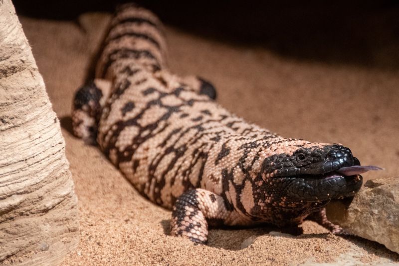 Gila Monster