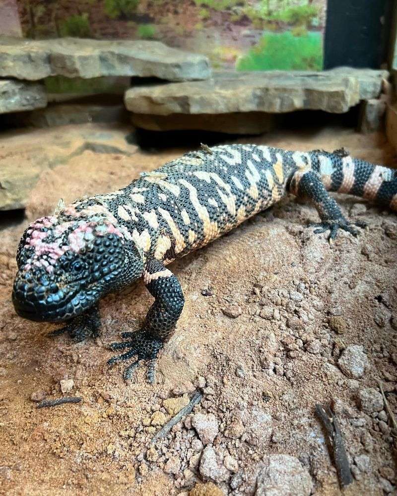 Gila Monster