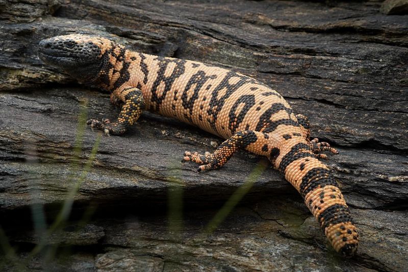 Gila Monster