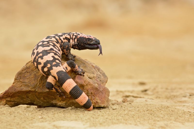 Gila Monster