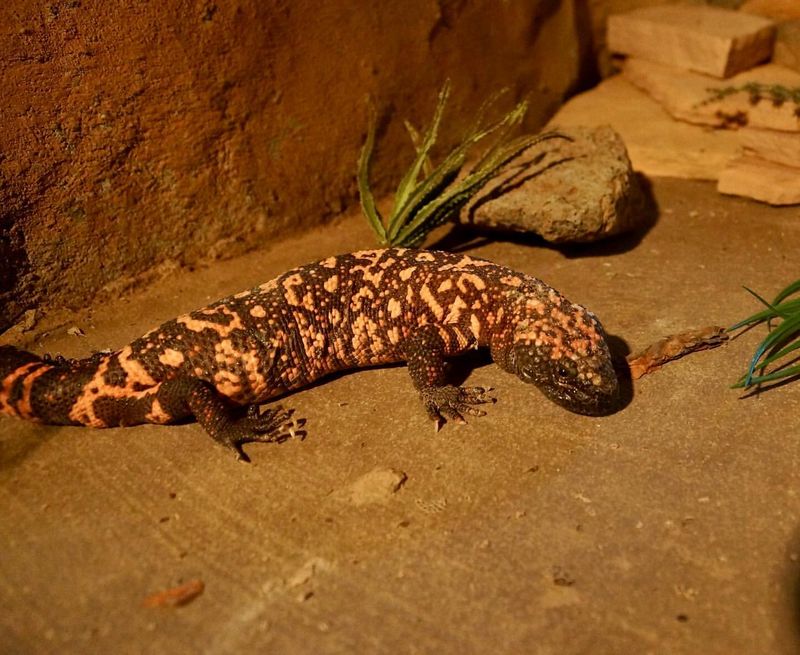 Gila Monster Myths