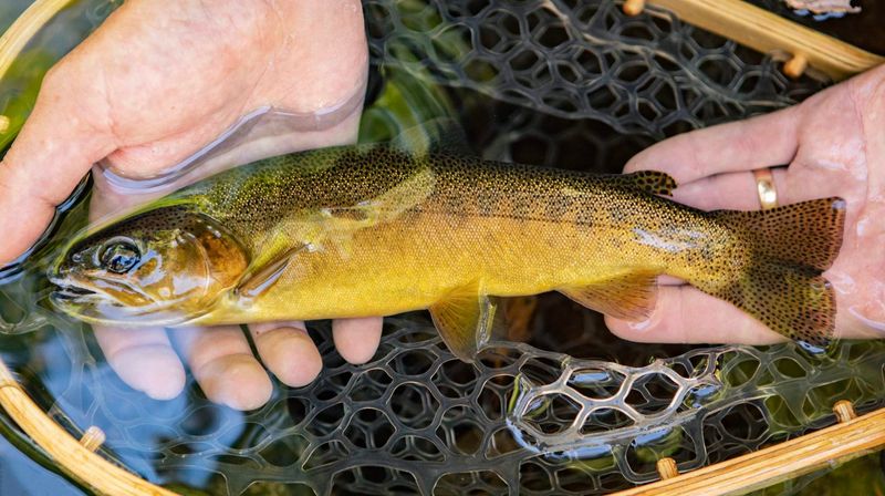 Gila Trout