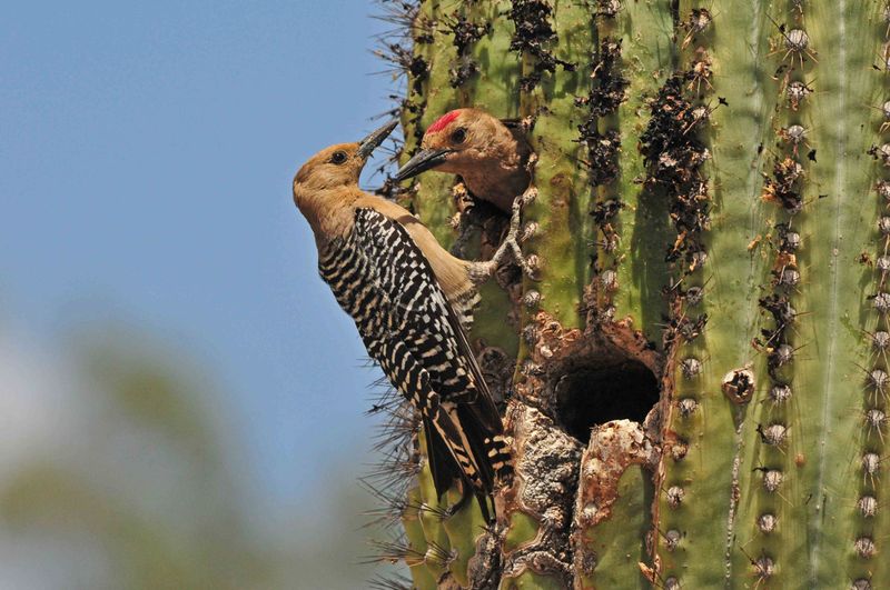 Gila Woodpecker