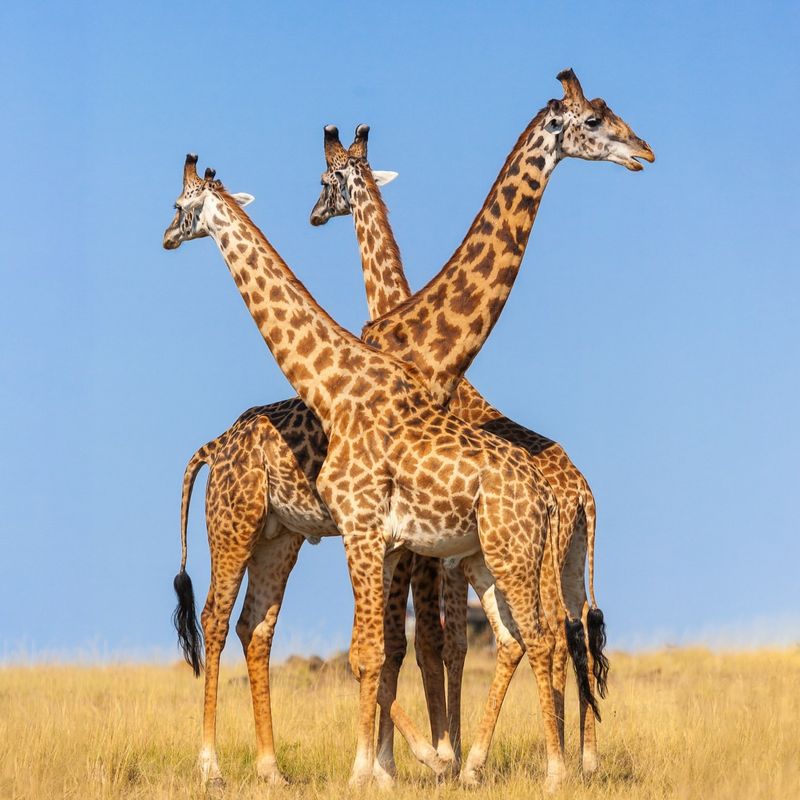 Giraffe