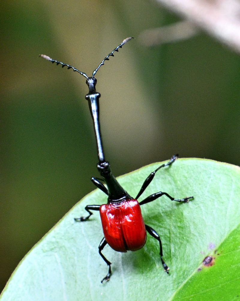 Giraffe Weevil