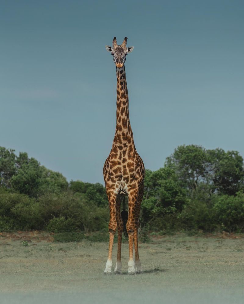 Giraffes Are Silent