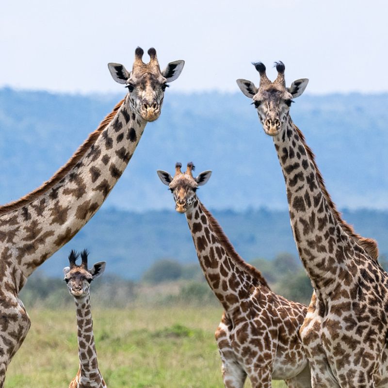 Giraffes