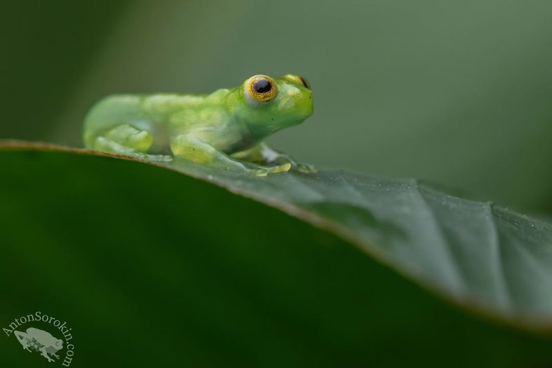 Glass Frog