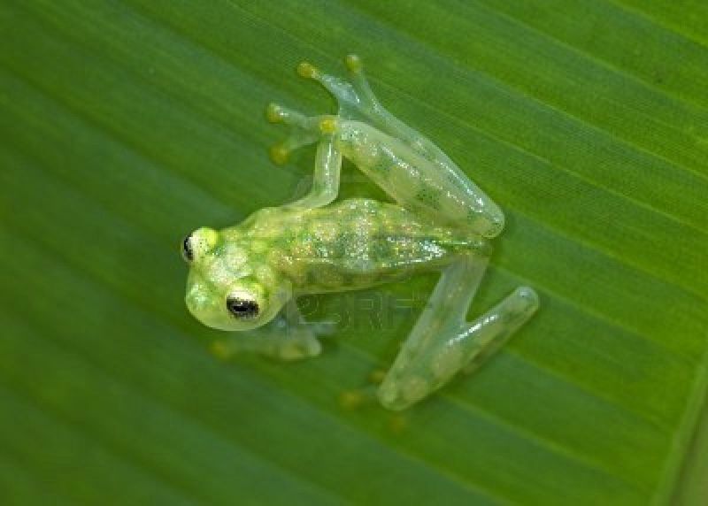 Glass Frog