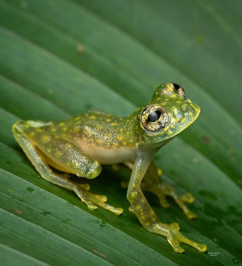 Glass Frog