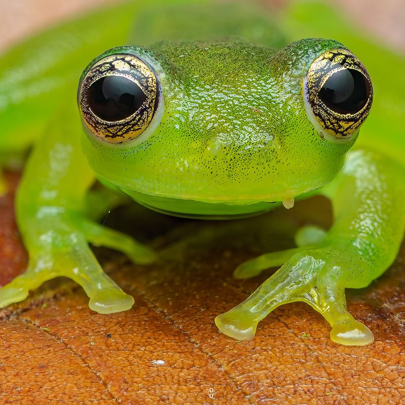 Glass Frog