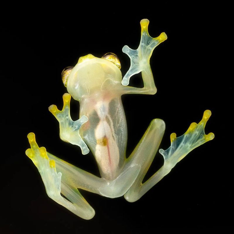 Glass Frog