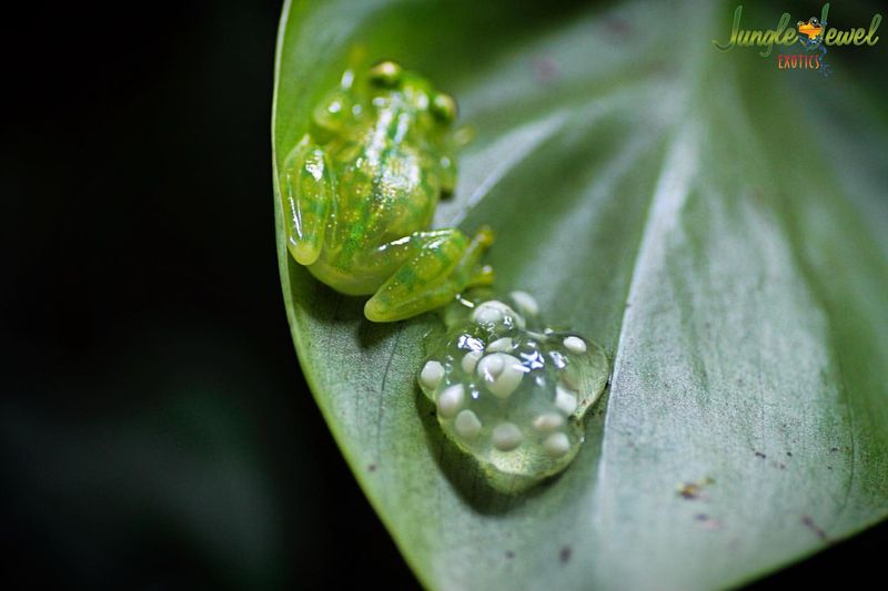 Glass Frogs