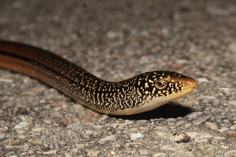 Glass Lizard