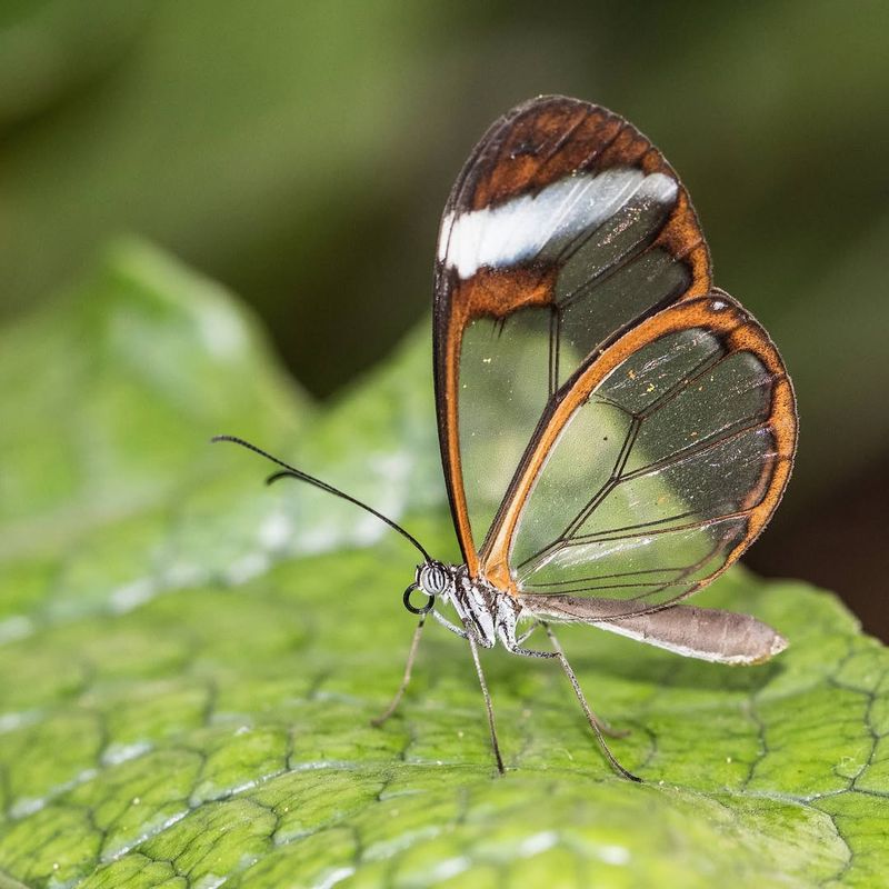 Glasswing Butterfly