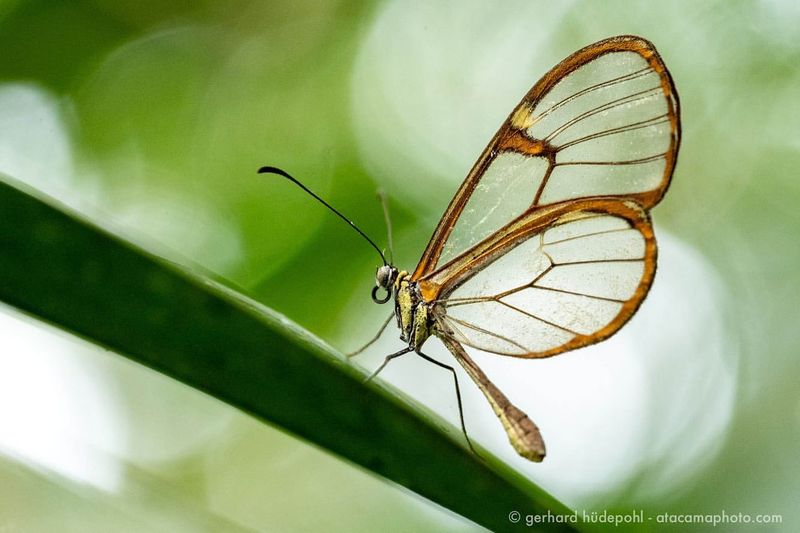 Glasswing Butterfly