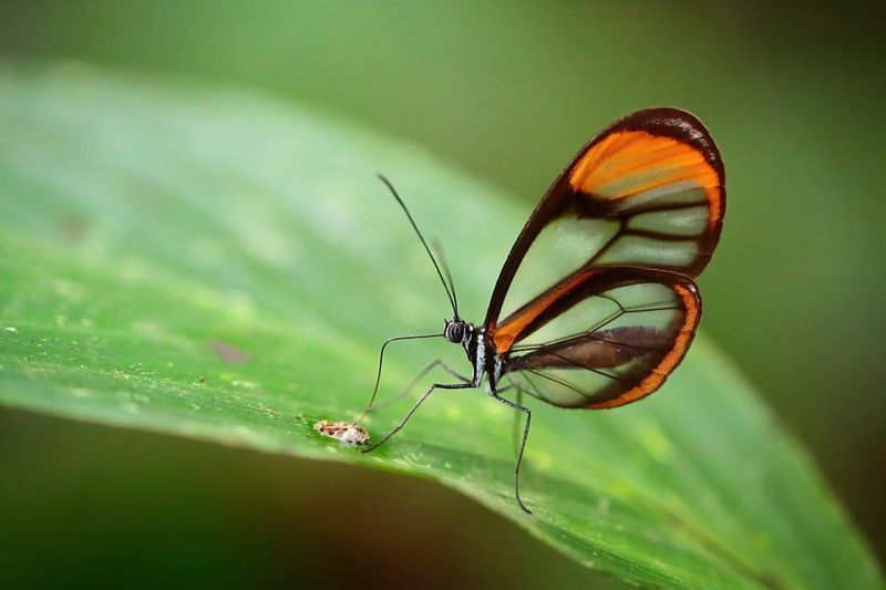 Glasswing Butterfly