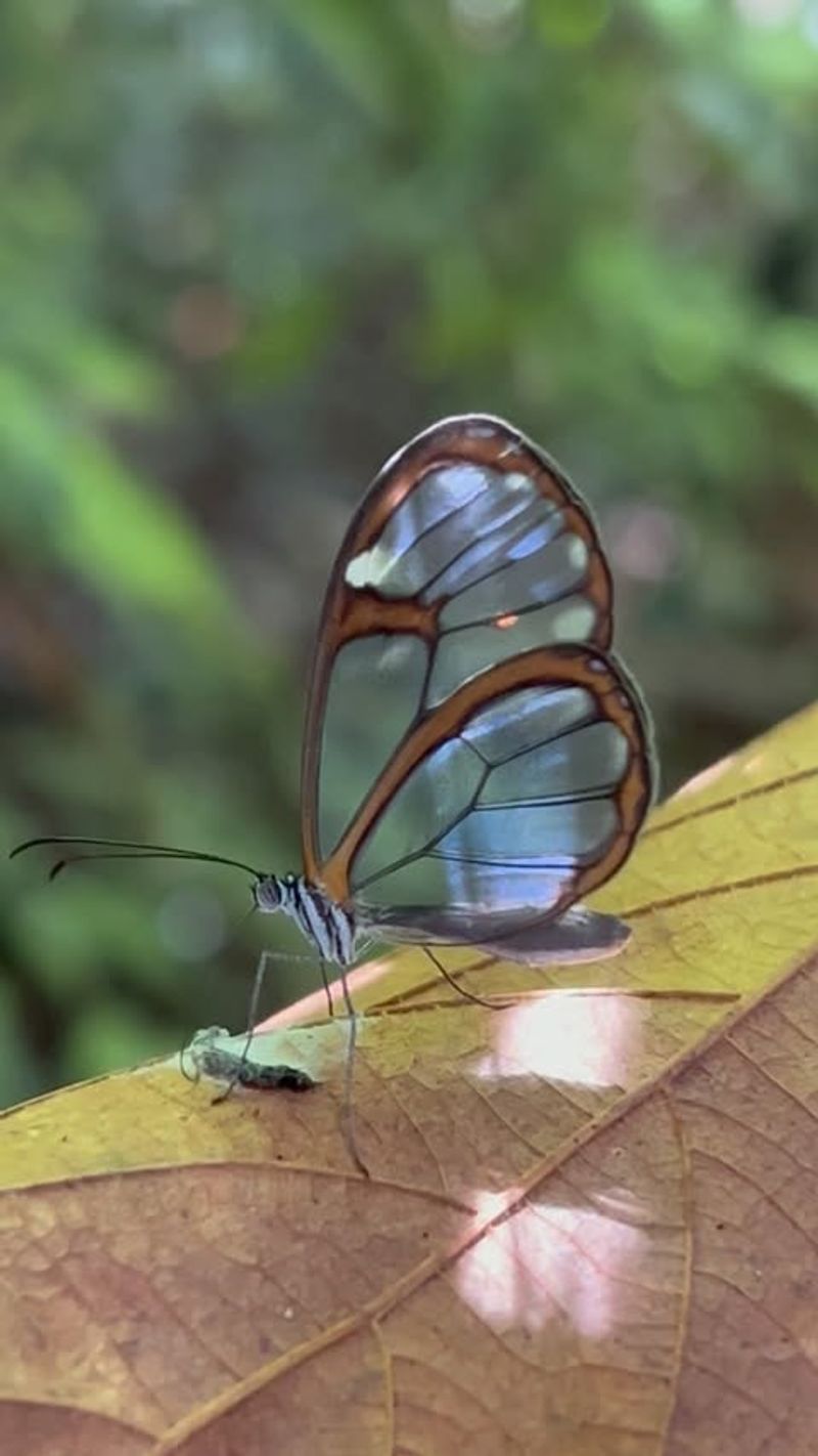 Glasswing Butterfly