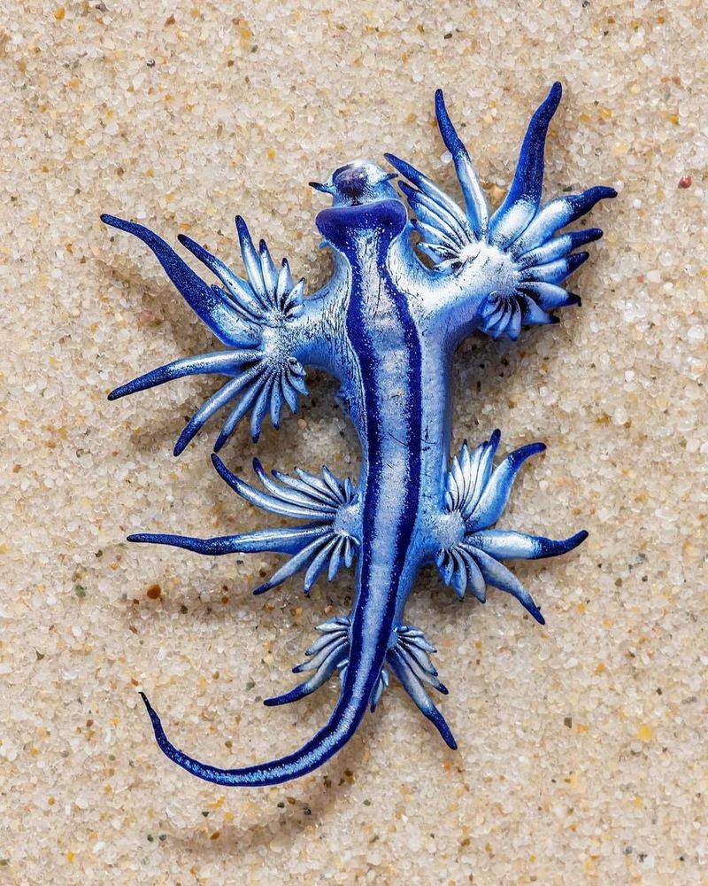 Glaucus Atlanticus